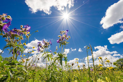 Low angle view of flowers blooming on field against sky