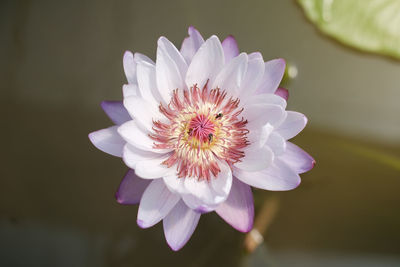 Close-up of purple flower