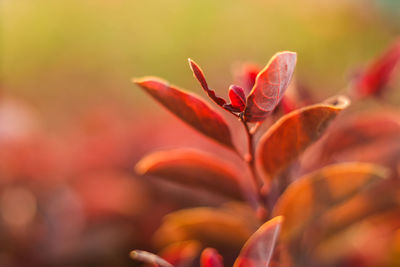 Close-up of red flowers blooming outdoors