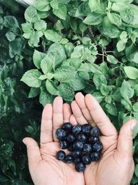 Cropped image of hand holding fruit