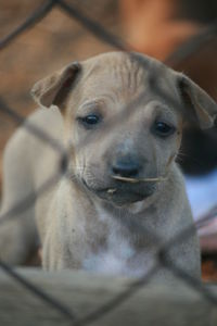 Close-up portrait of dog