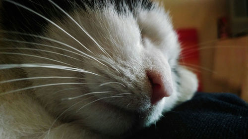 Close-up of cat relaxing