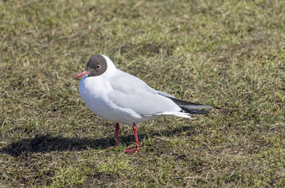 Close-up of seagull perching on grass