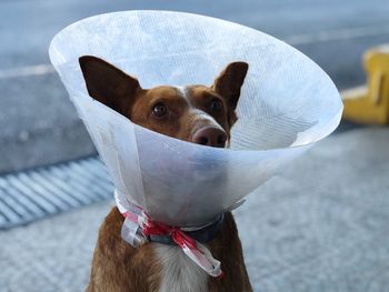 Close-up of dog wearing plastic