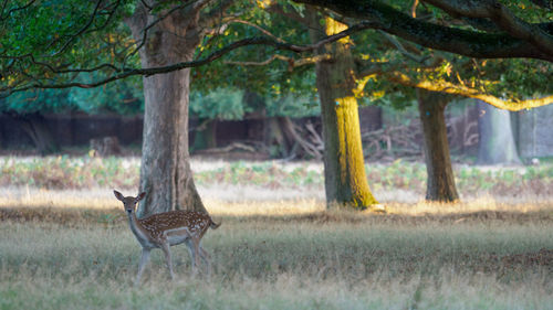 Deer in bushy park