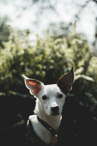 Portrait of a dog