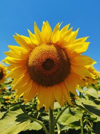 Close-up of sunflower