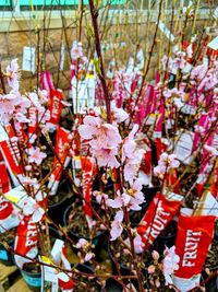 Close-up of cherry blossom flowers