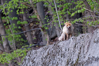 View of a squirrel on rock