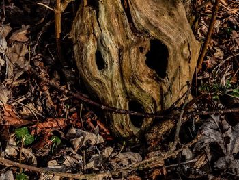 Close-up of tree trunk