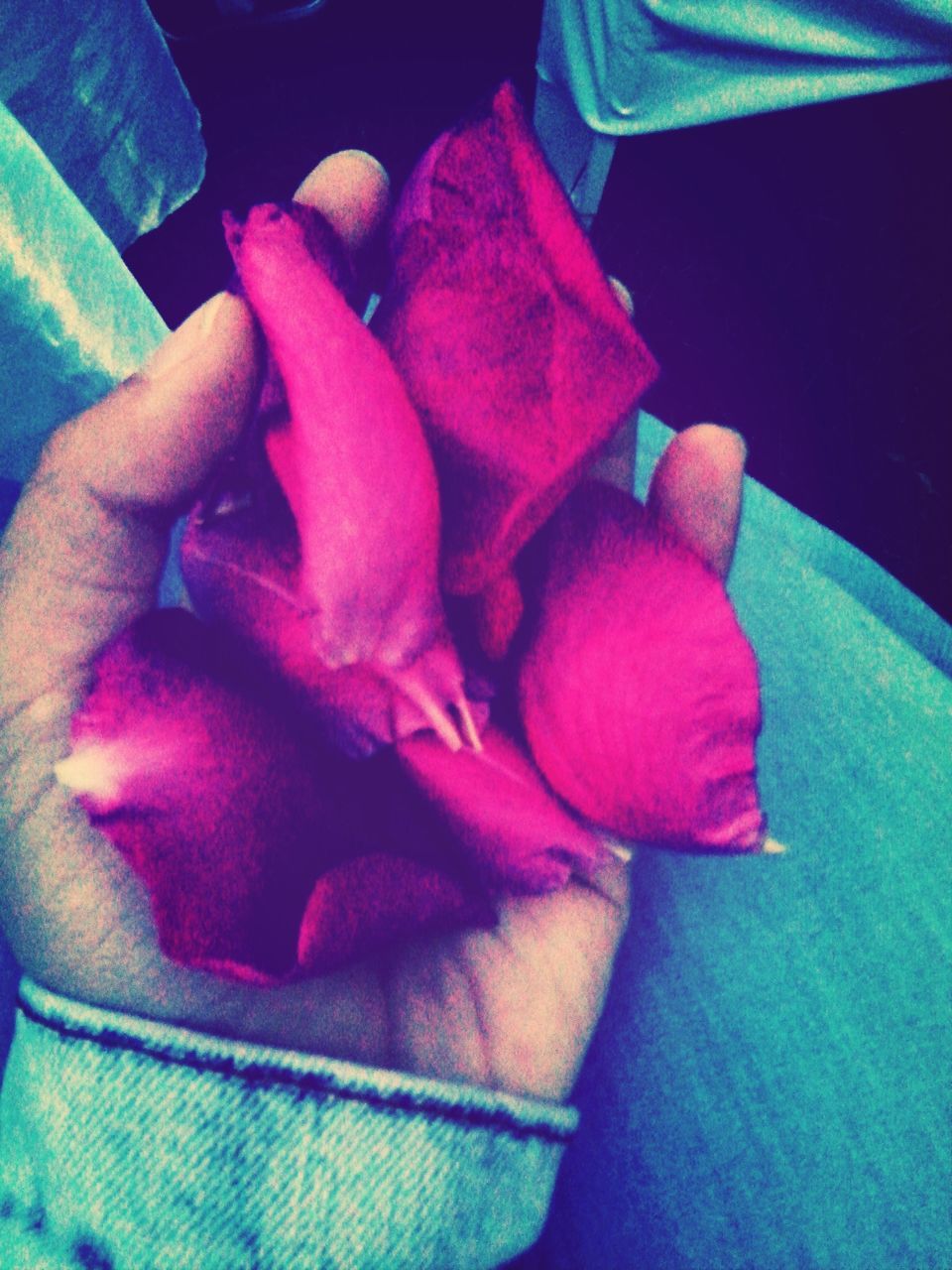 indoors, high angle view, close-up, person, pink color, part of, freshness, cropped, purple, petal, unrecognizable person, flower, blue, red, holding, human finger, multi colored