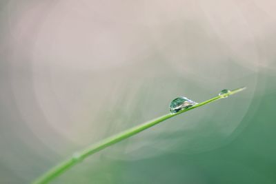 Close-up of green leaf on plant