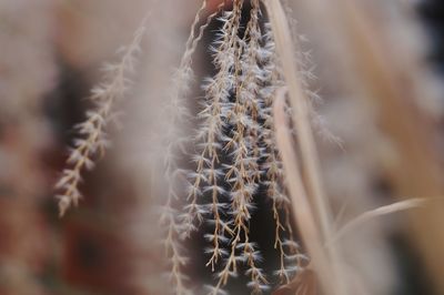 Close-up of succulent plant