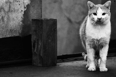 Close-up of cat looking away