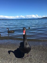 View of birds on beach