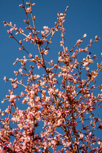 Low angle view of blooming tree against blue sky