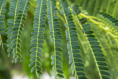 Close-up of green leaves