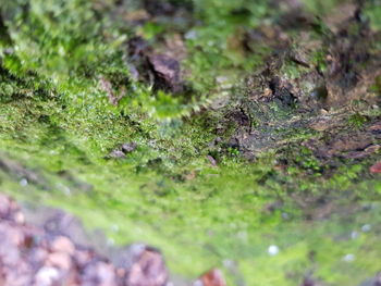 Close-up of moss growing on tree trunk