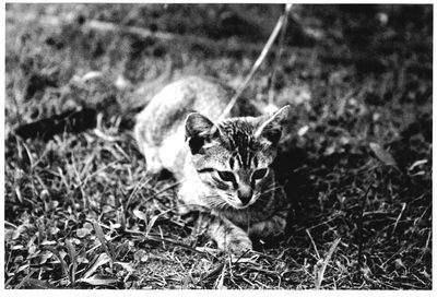 Portrait of cat lying on grass