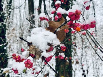 Close-up of cherry blossom tree during winter