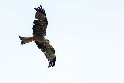 Low angle view of eagle flying against clear sky