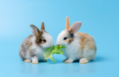 View of two cats against blue background