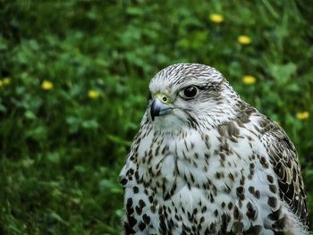 Close-up portrait of a bird