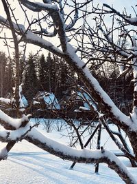 Snow covered bare tree against sky