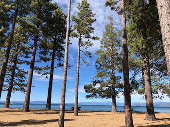 Trees on beach against sky