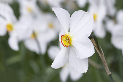 Close-up of white flowering plant