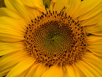 Close-up of sunflower