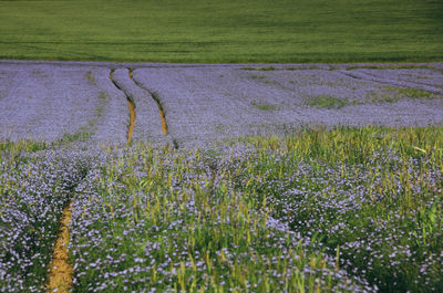 Purple flowering plants on field