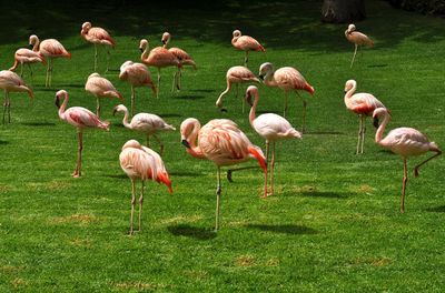 Flock of flamingos on field