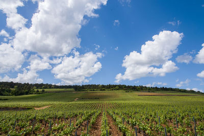 Scenic view of agricultural field against sky