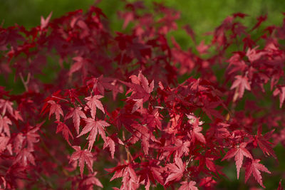 Close-up of red maple leaves