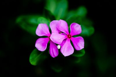 Close-up of pink flowers