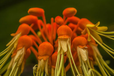 Close-up of orange flower