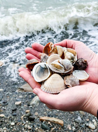 Close-up of hand holding seashell at beach