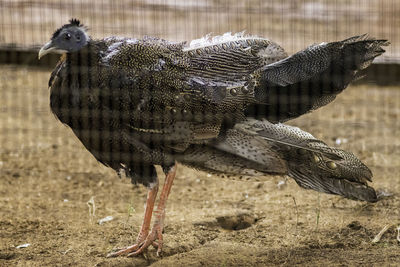 Close-up of eagle