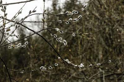 Close-up of wet twig during winter