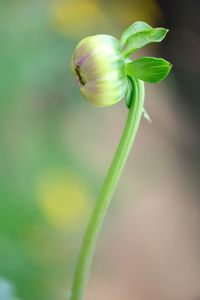 Close-up of green plant