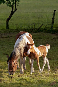 Horse grazing on grassy field