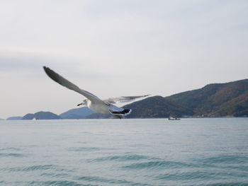 Bird flying over sea against sky