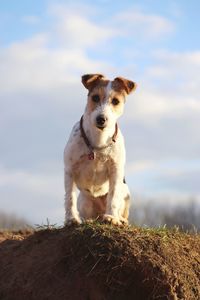 Portrait of a dog