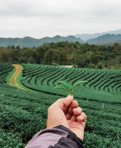 Close-up of person holding tea crop against sky