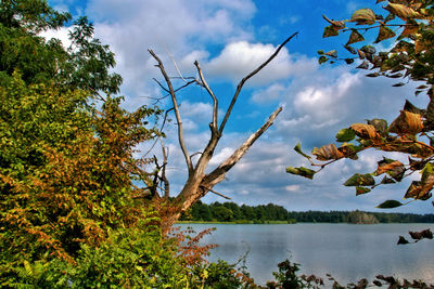 Scenic view of lake and trees against sky