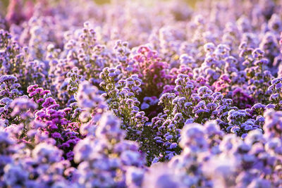 Close-up of purple flowers on field