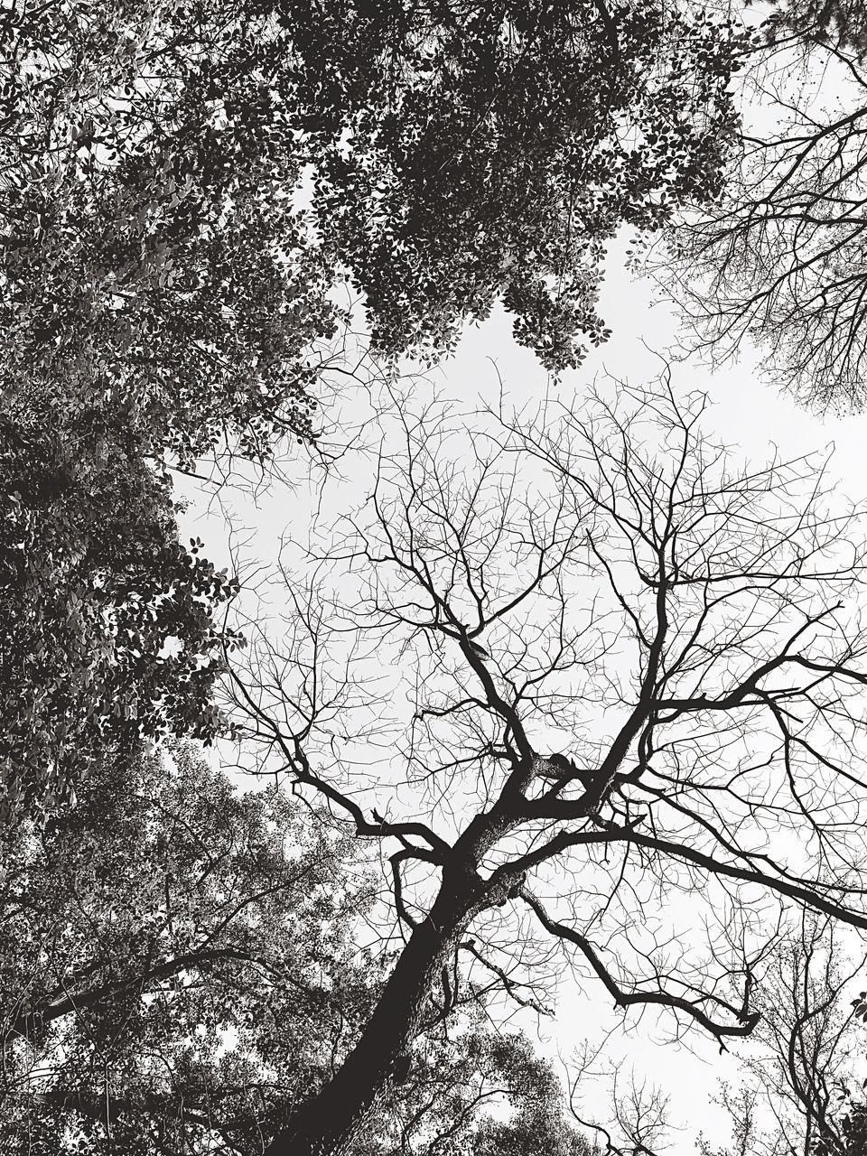 tree, low angle view, branch, nature, outdoors, no people, day, beauty in nature, bare tree, growth, scenics, sky