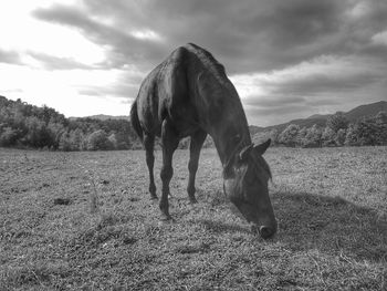 Horse grazing in a field