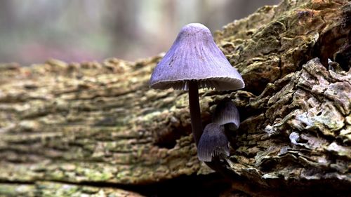 Close-up of mushroom growing in forest